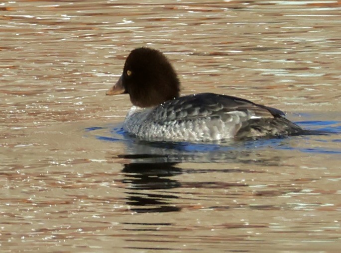 Гоголь ісландський - ML646876089