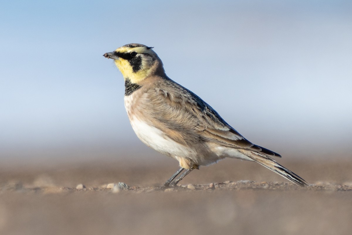 Alondra Cornuda - ML646876096