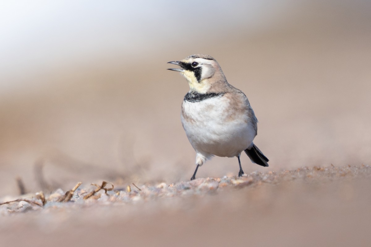 Alondra Cornuda - ML646876097