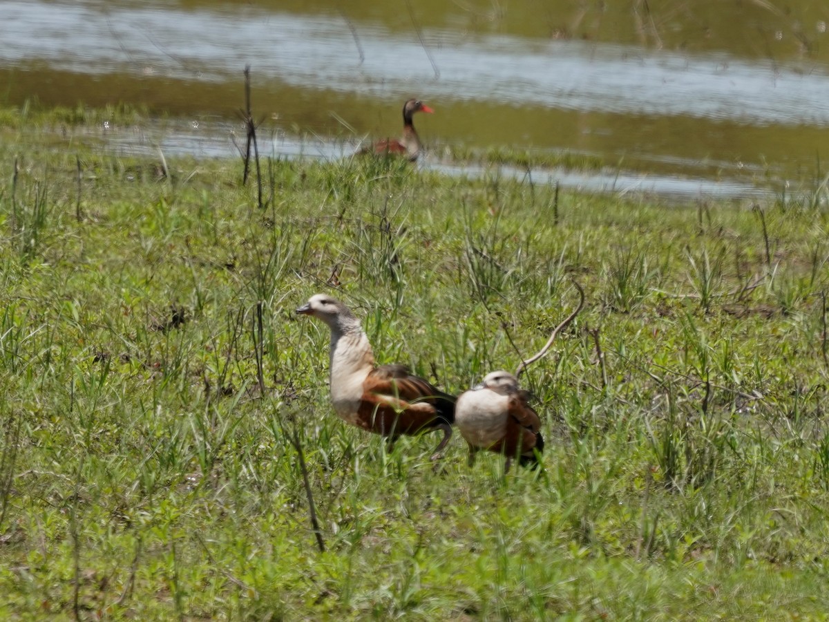 Orinoco Goose - ML646876101