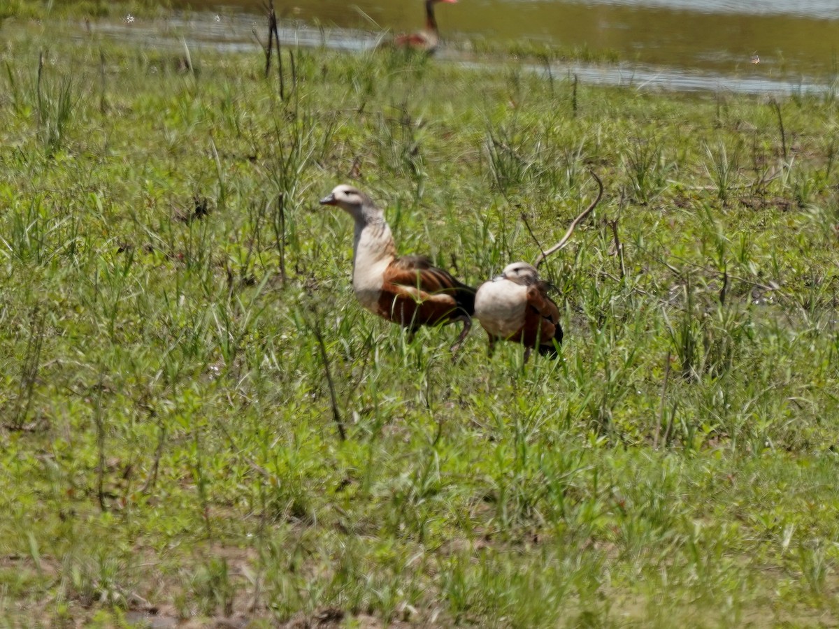 Orinoco Goose - ML646876102