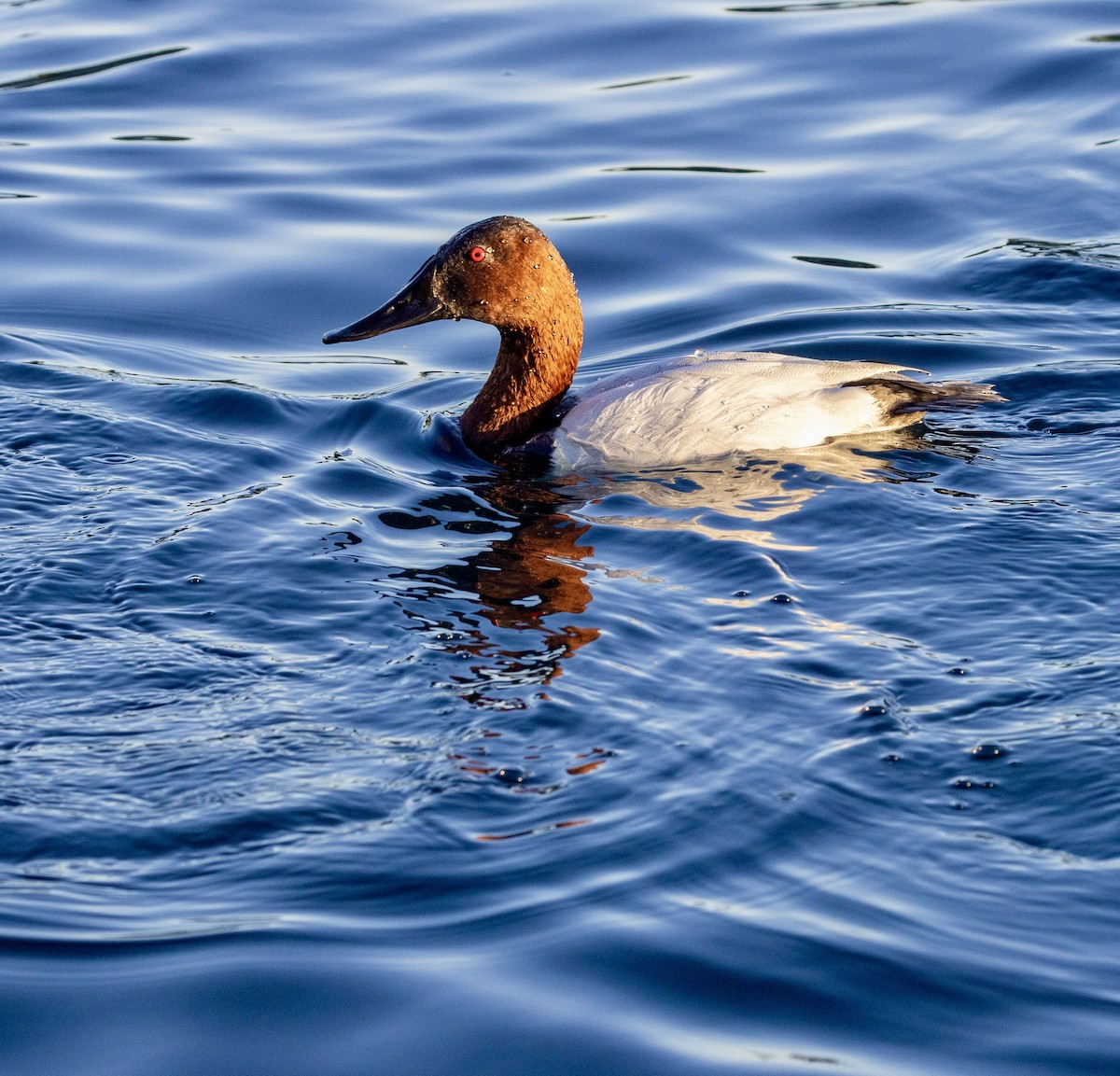 Парусиновый нырок - ML646876109