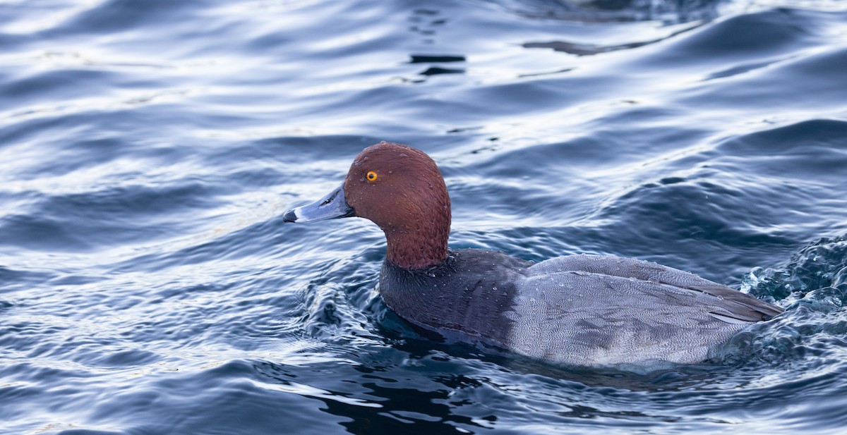 Redhead - ML646876117