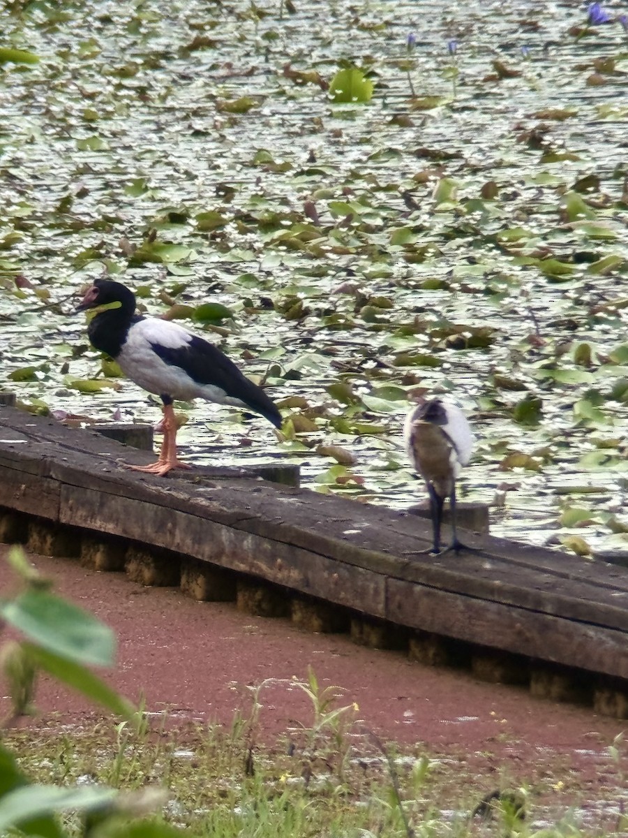 Magpie Goose - ML646876119