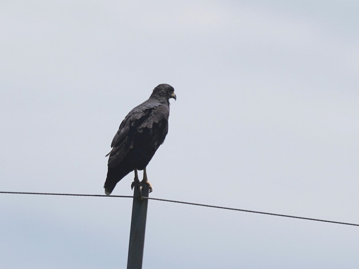 Great Black Hawk - ML646876120