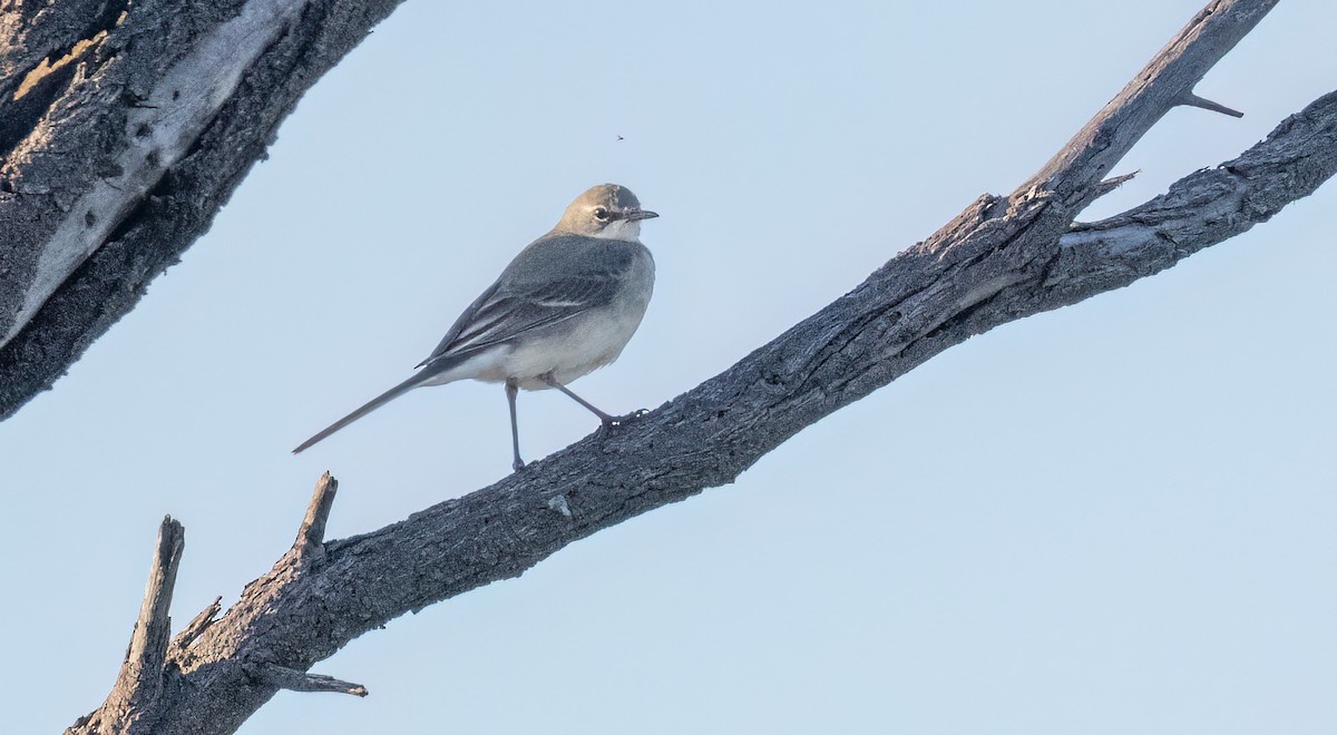 Lurmuturreko buztanikara - ML646876136