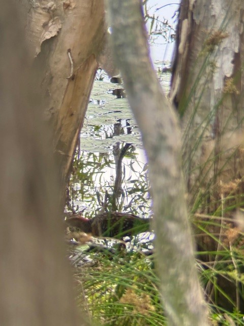 Buff-banded Rail - ML646876137