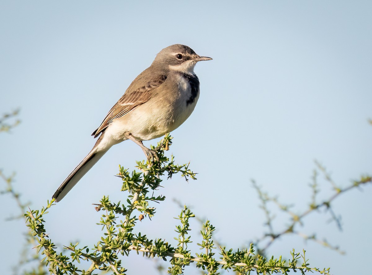 Lurmuturreko buztanikara - ML646876138