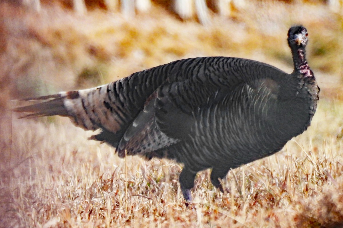 シチメンチョウ - ML646876139