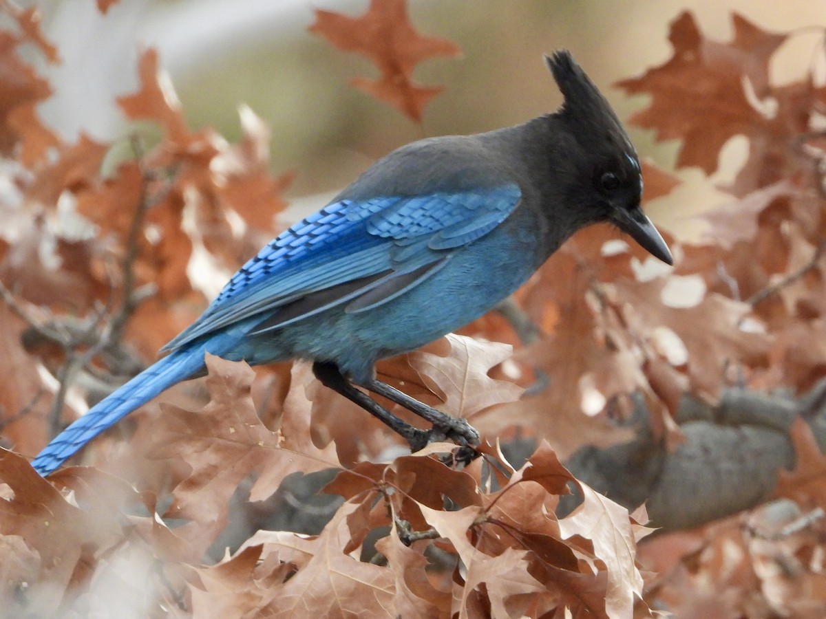 Steller's Jay - ML646876140
