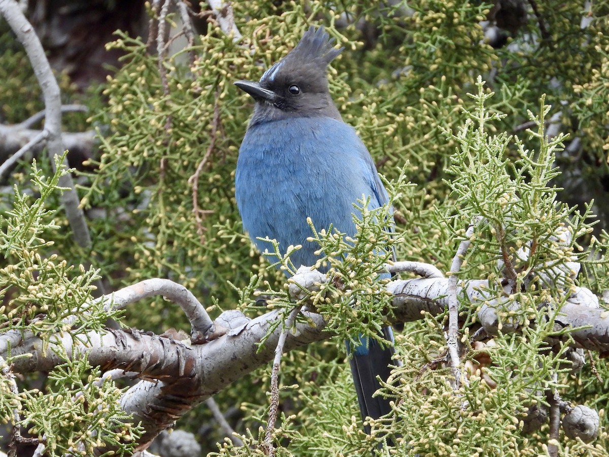 Steller's Jay - ML646876141