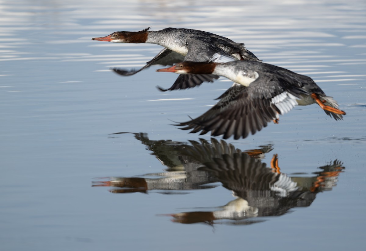 Common Merganser - ML646876144