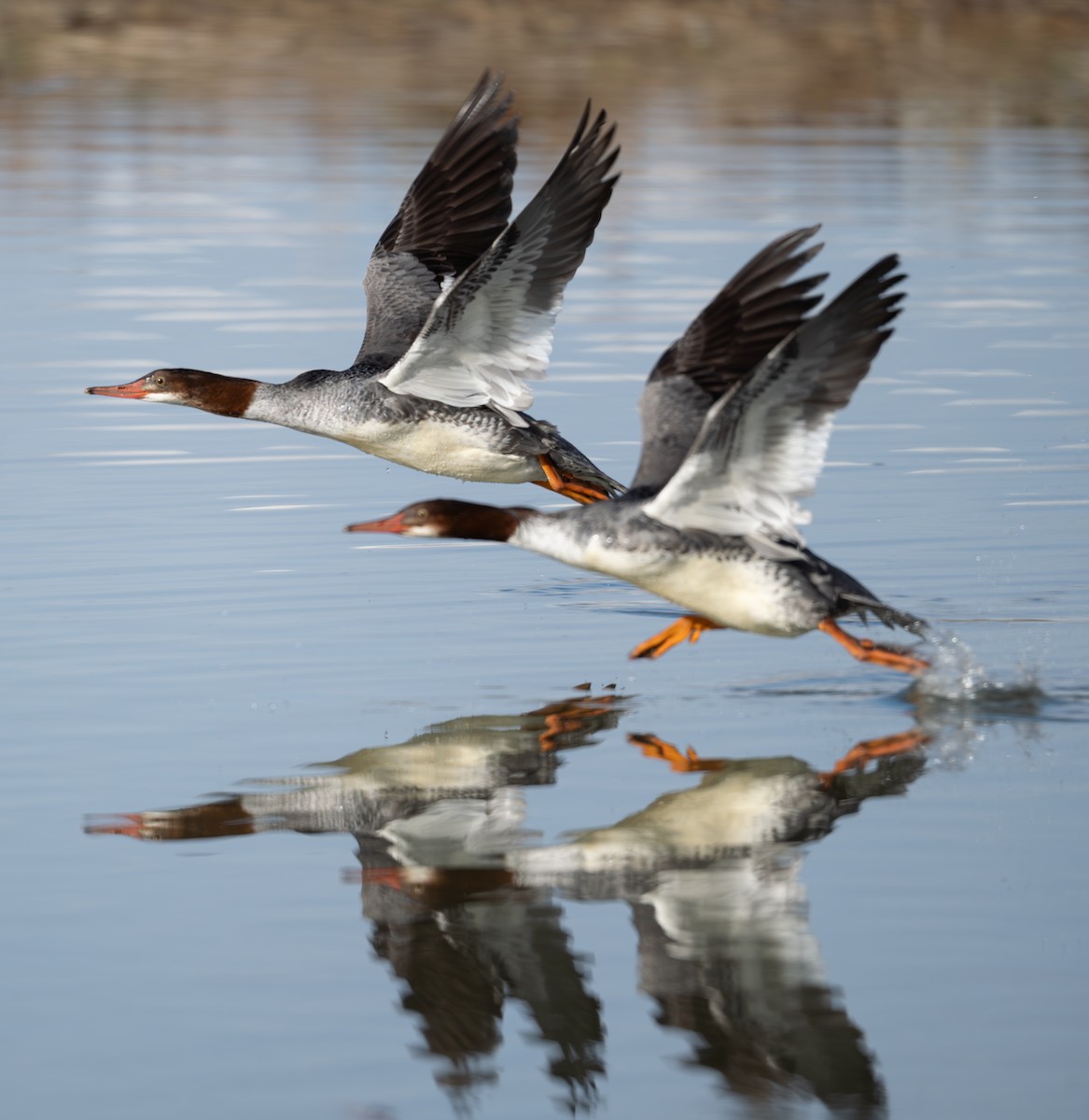Common Merganser - ML646876145