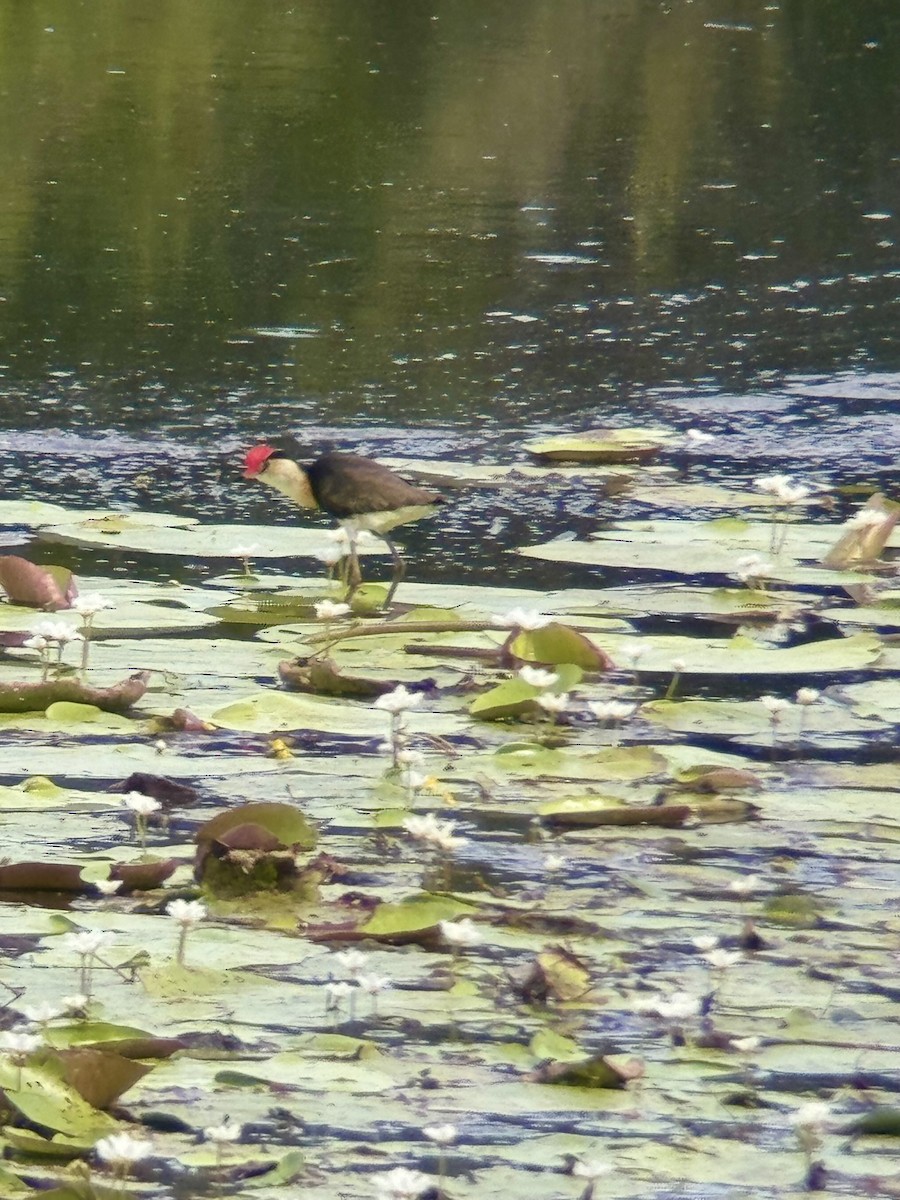 Comb-crested Jacana - ML646876146