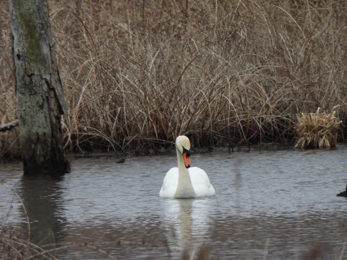 Лебідь-шипун - ML646876149