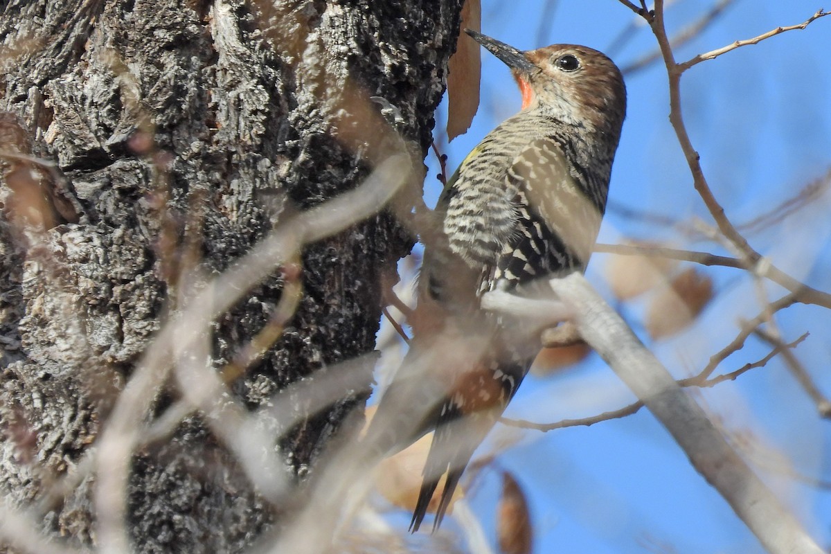 Williamson's Sapsucker - ML646876150