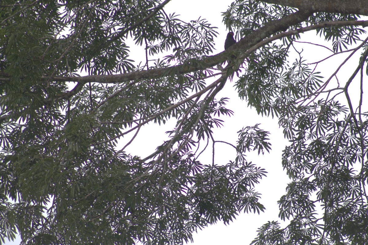 Slate-colored Hawk - ML646876151