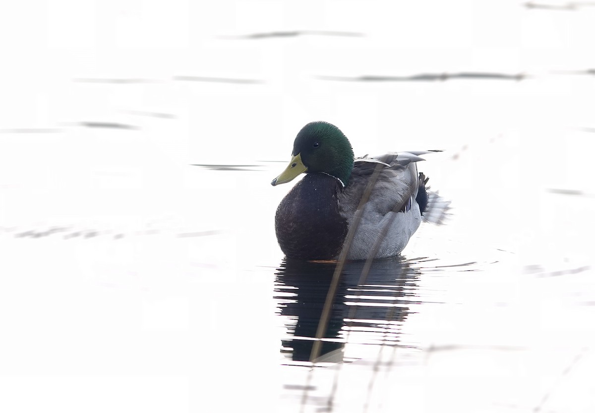 Mallard - ML646876153