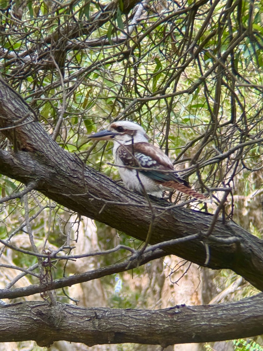 Laughing Kookaburra - ML646876154