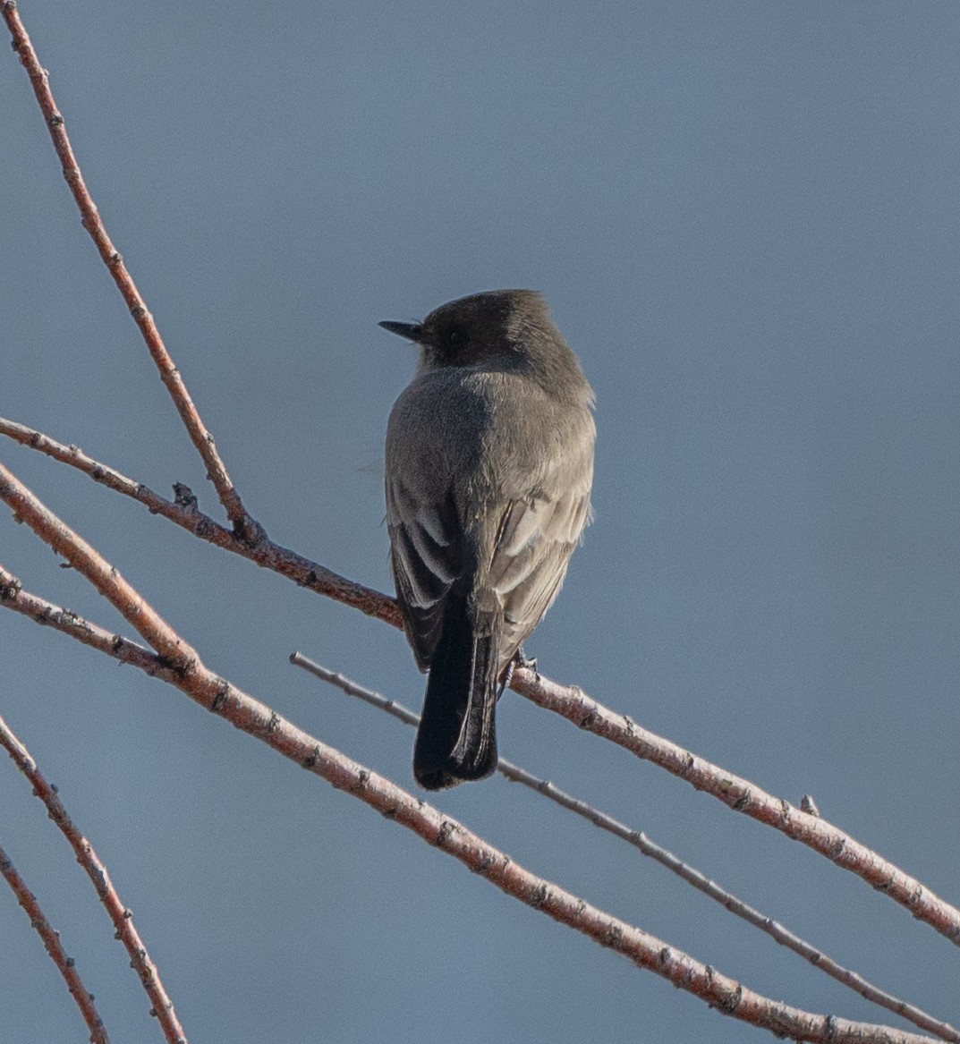 Say's Phoebe - ML646876155
