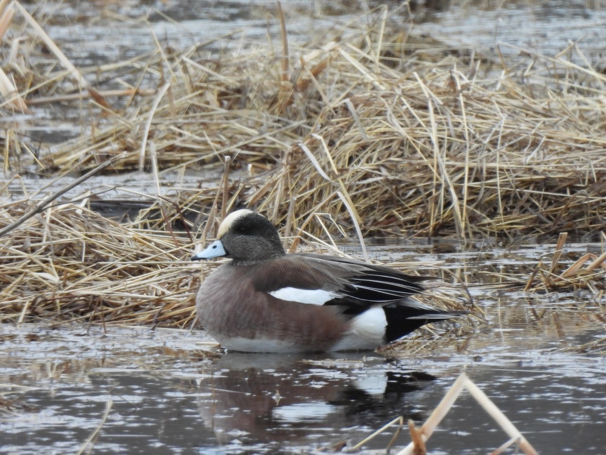 American Wigeon - ML646876156