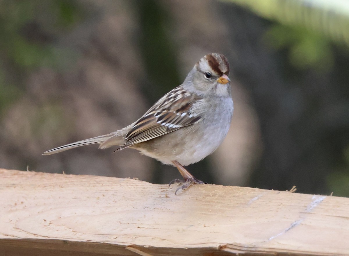 White-crowned Sparrow - ML646876157