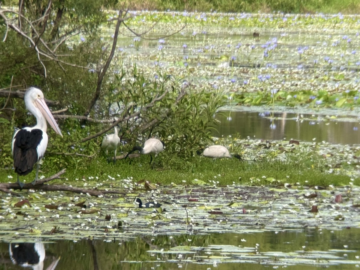 Australian Pelican - ML646876163