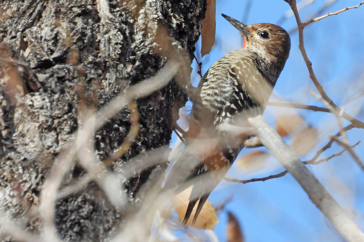 Williamson's Sapsucker - ML646876164