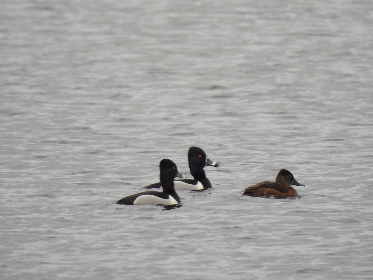 Ring-necked Duck - ML646876165