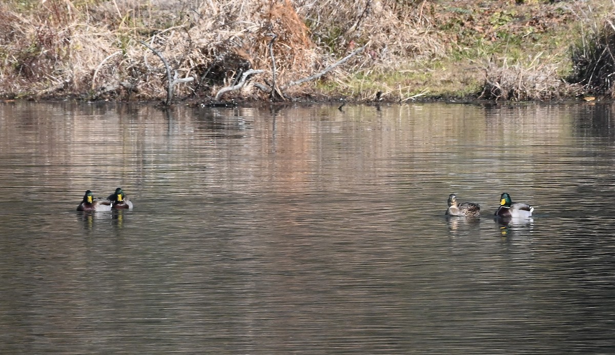 Mallard - ML646876166