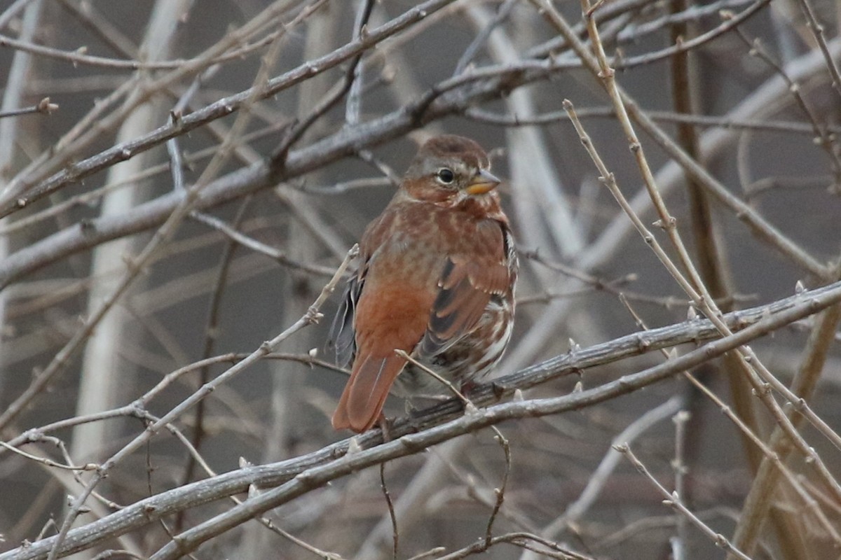 Fox Sparrow - ML646876167