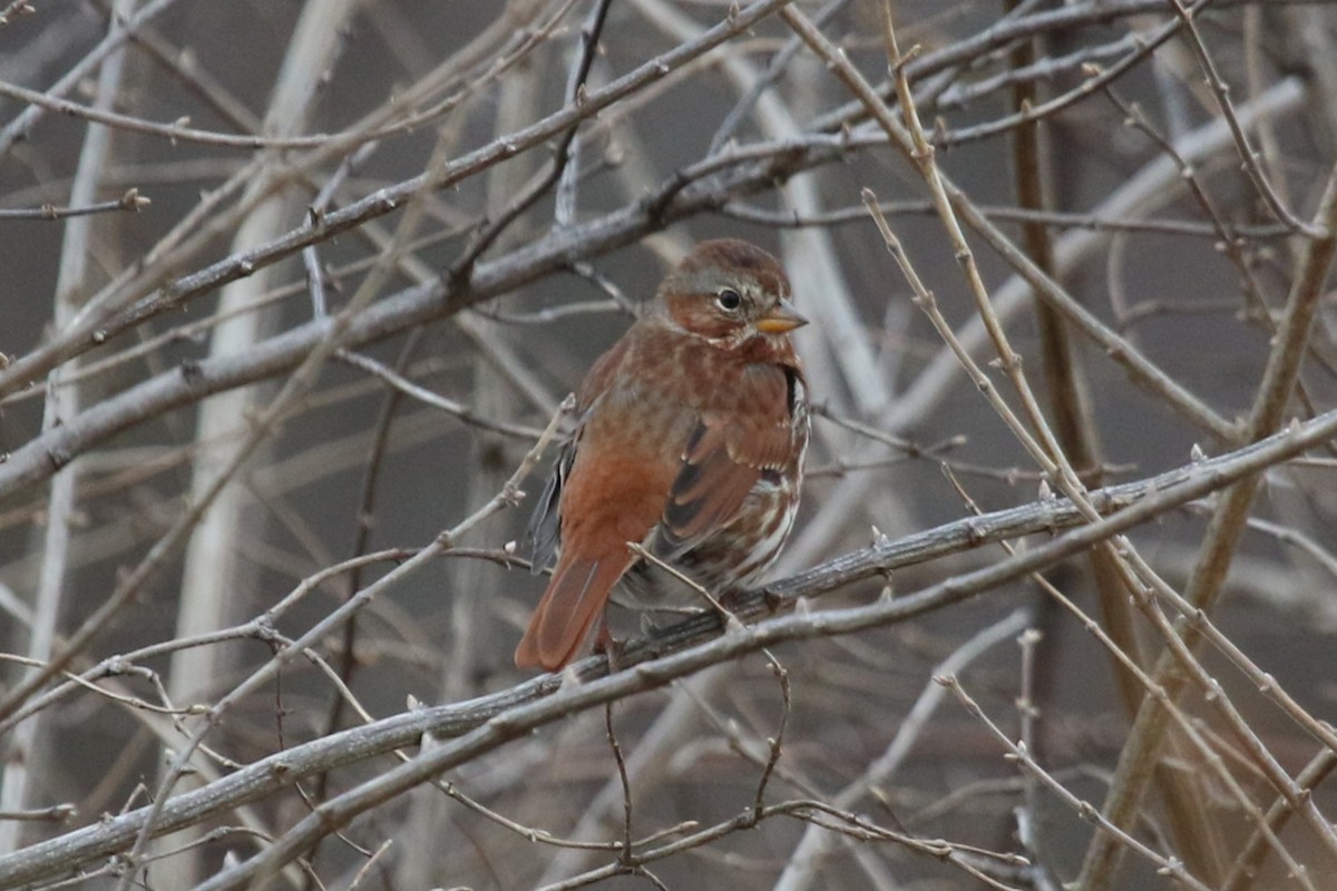 Fox Sparrow - ML646876168