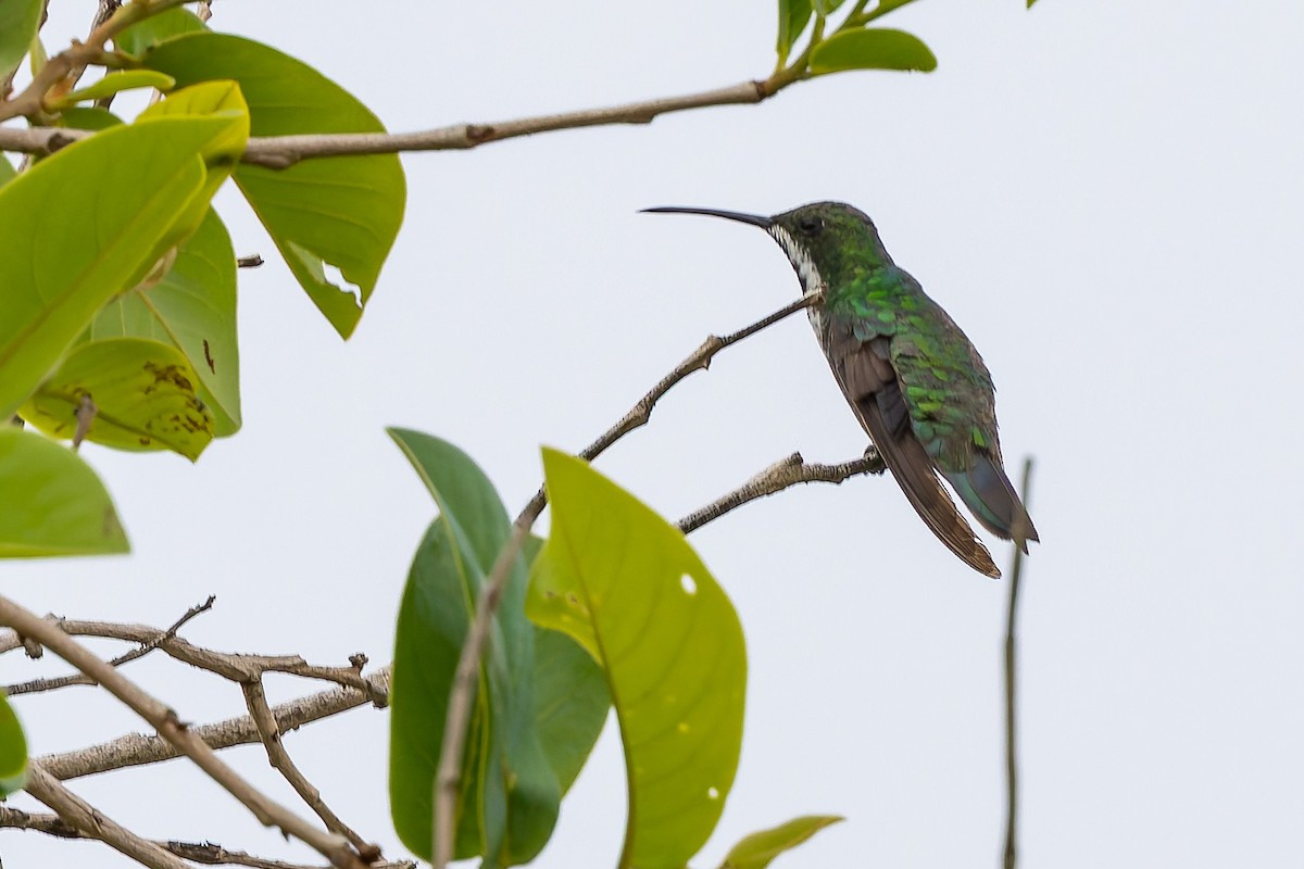 Black-throated Mango - ML646876169