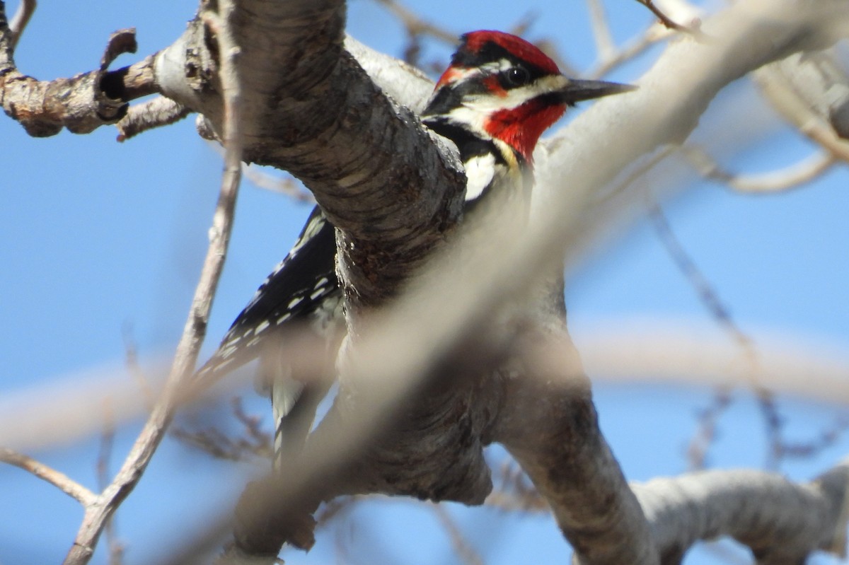 Red-naped Sapsucker - ML646876170