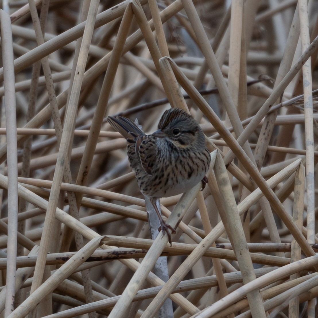 Lincoln's Sparrow - ML646876171
