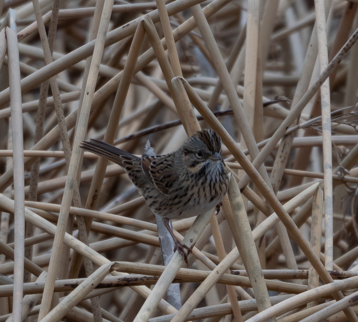 Lincoln's Sparrow - ML646876172