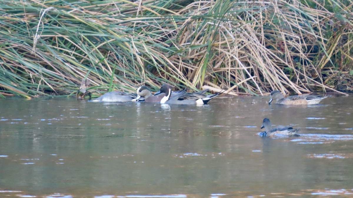 Northern Pintail - ML646876173
