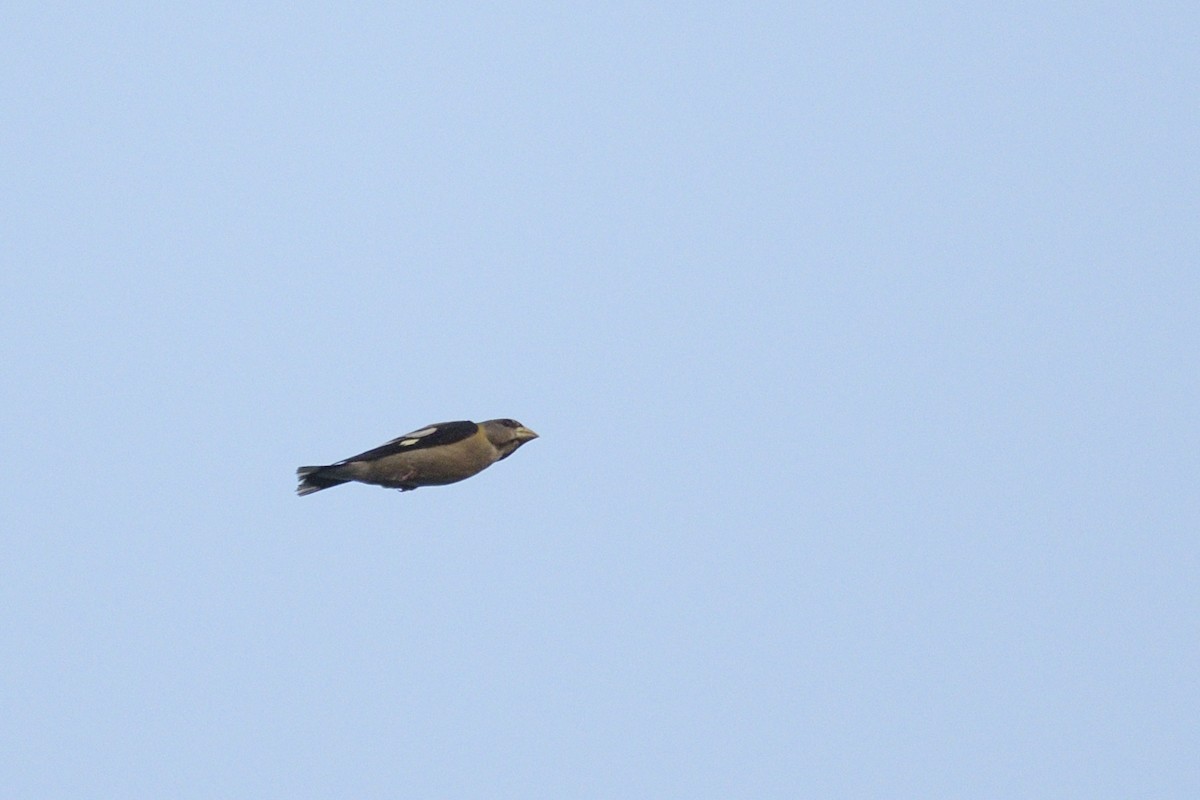 Evening Grosbeak - ML646876174