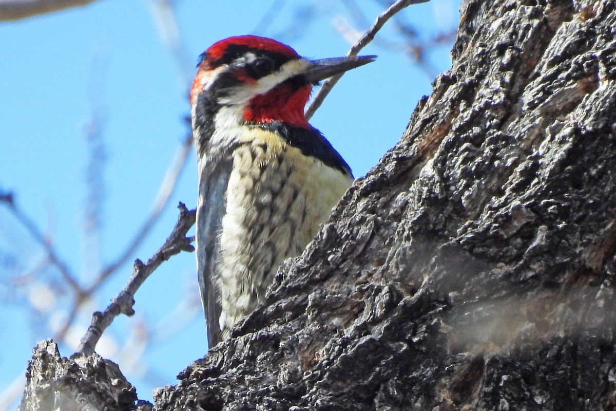 Red-naped Sapsucker - ML646876175