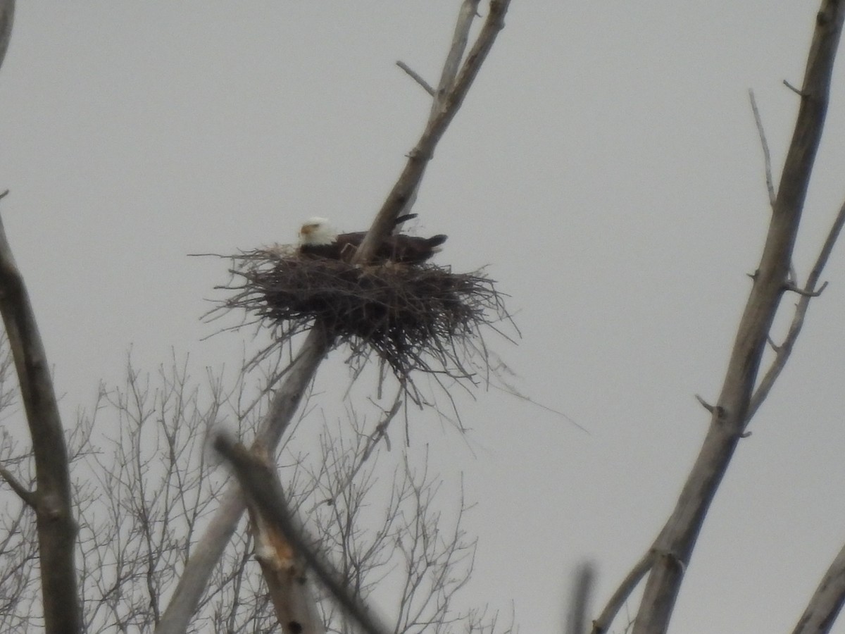 Bald Eagle - ML646876176