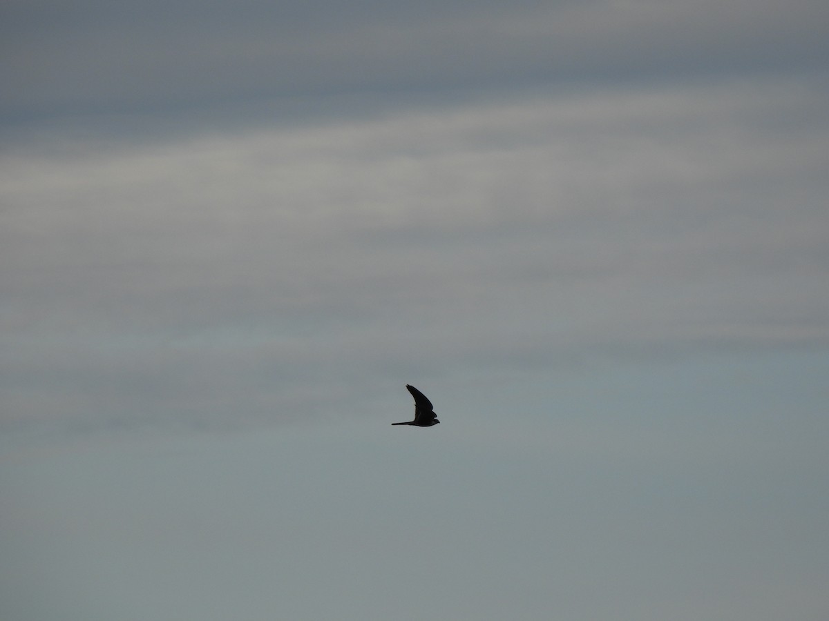 Aplomado Falcon - ML646876177