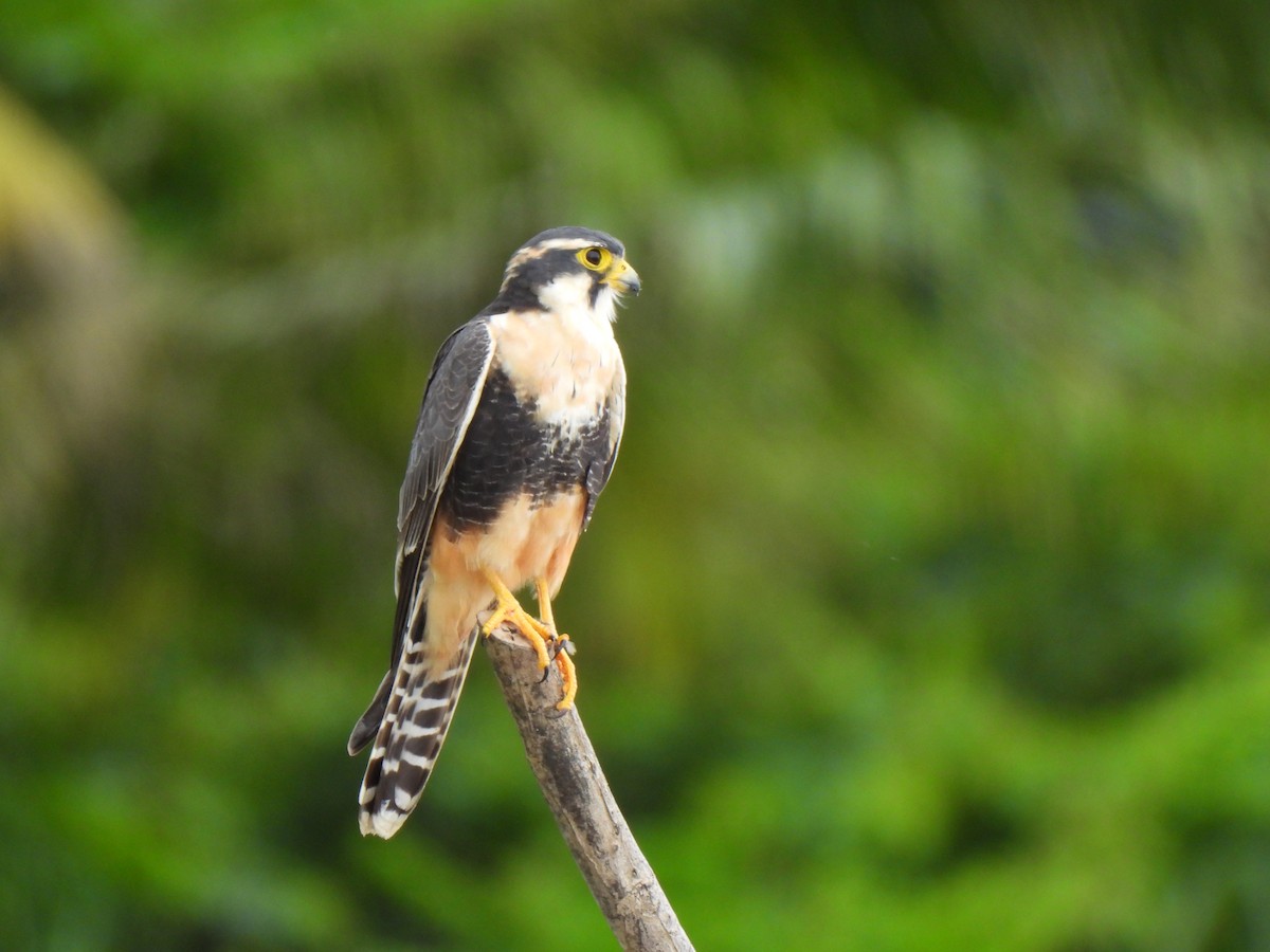 Aplomado Falcon - ML646876178