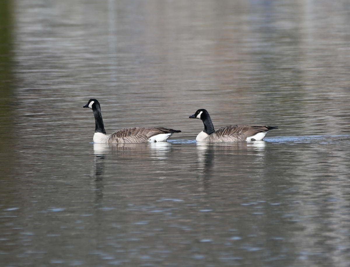 Canada Goose - ML646876179