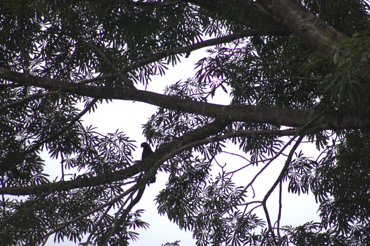 Slate-colored Hawk - ML646876180