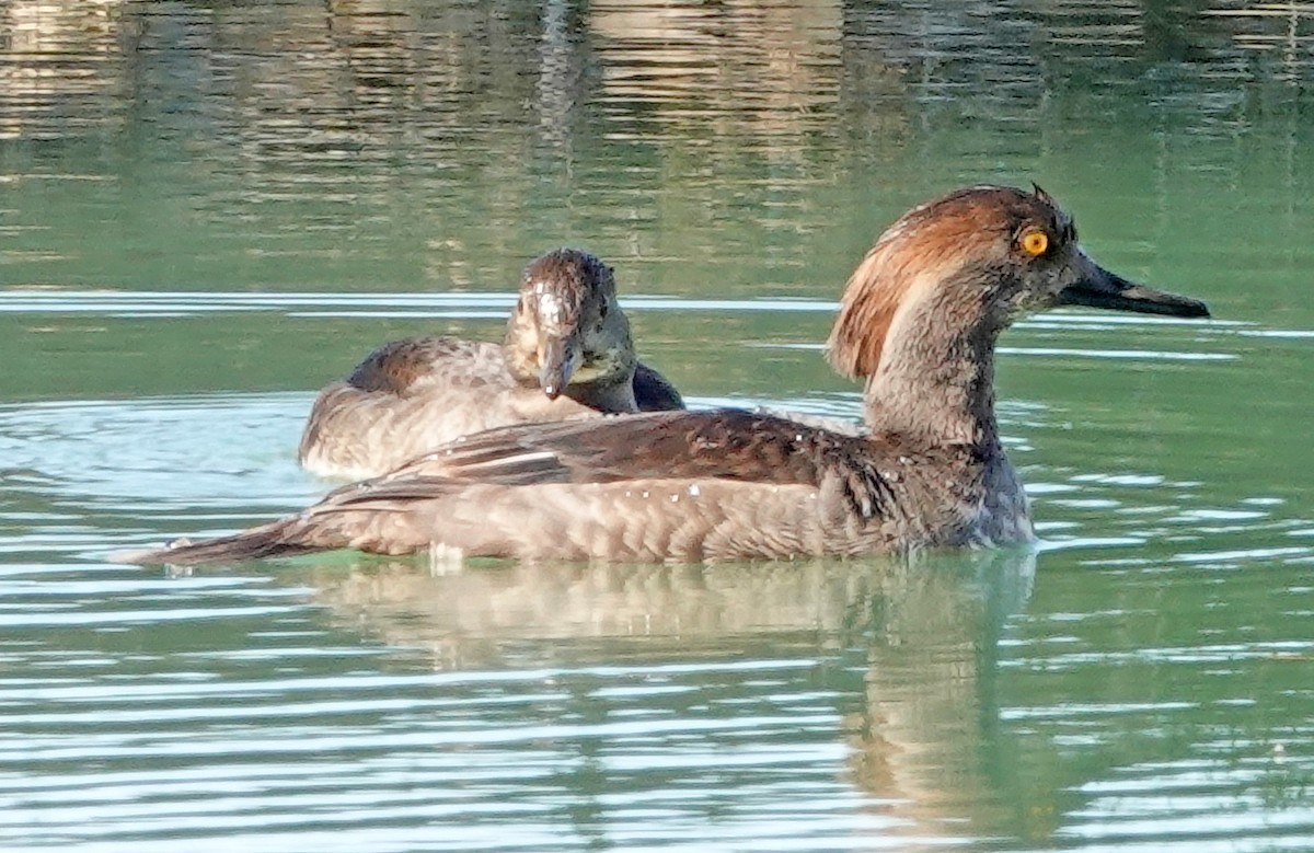 Hooded Merganser - ML646876181