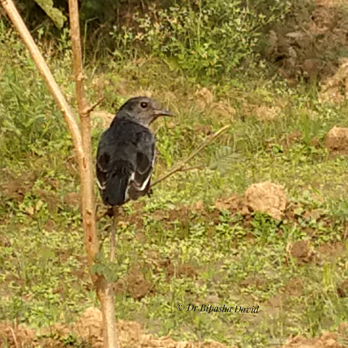 シキチョウ - ML646876183