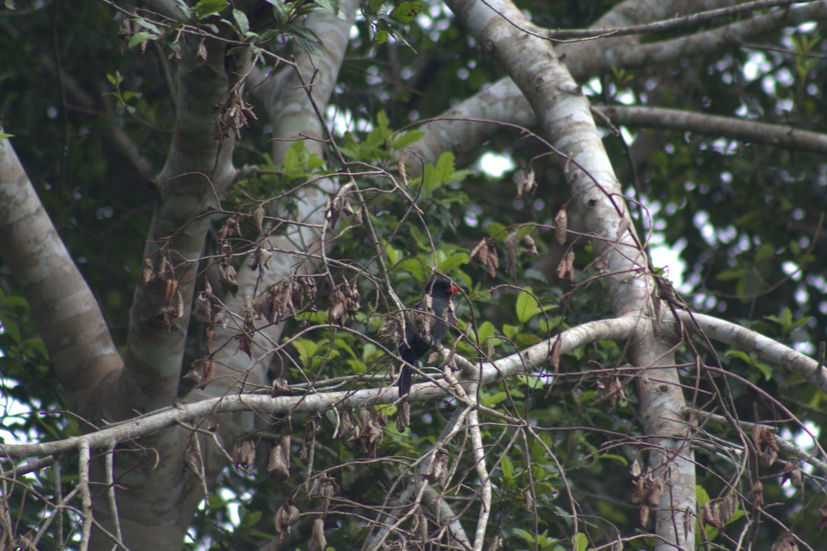 Black-fronted Nunbird - ML646876184