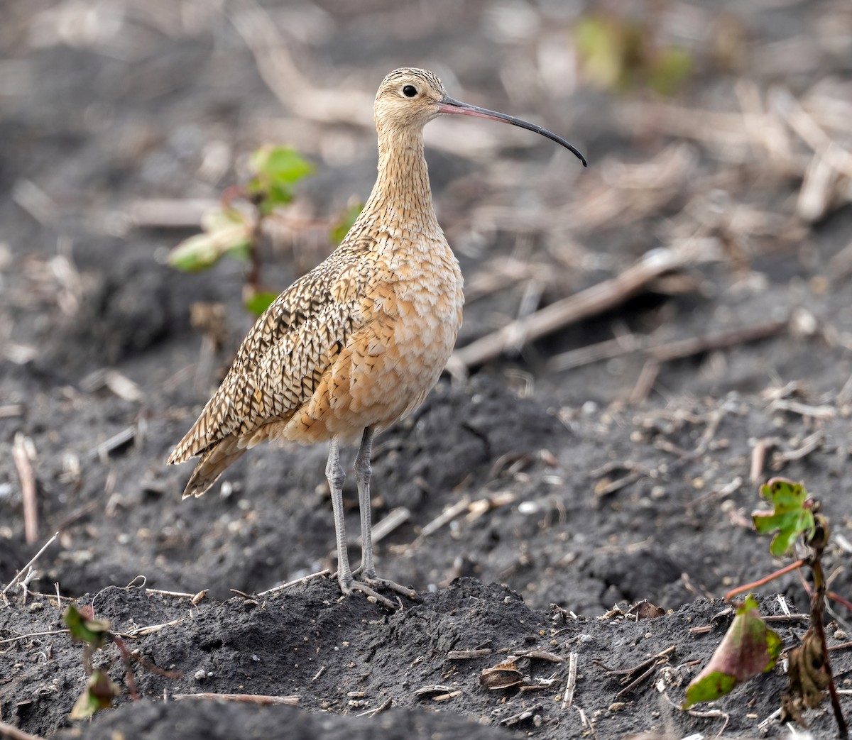 Long-billed Curlew - ML646876185