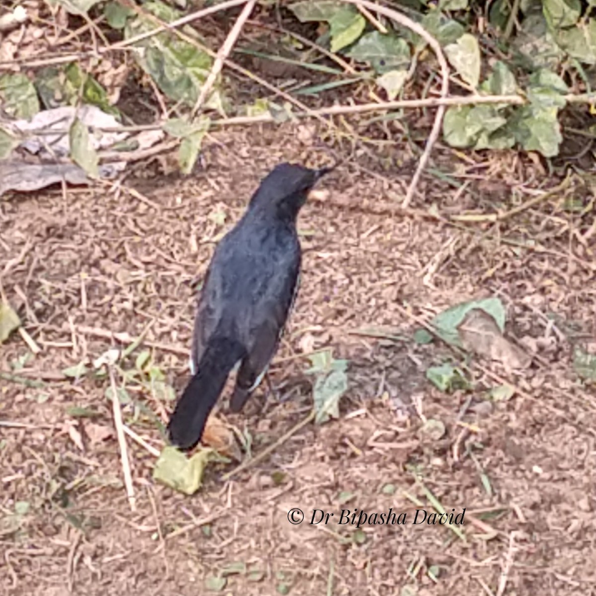 シキチョウ - ML646876190