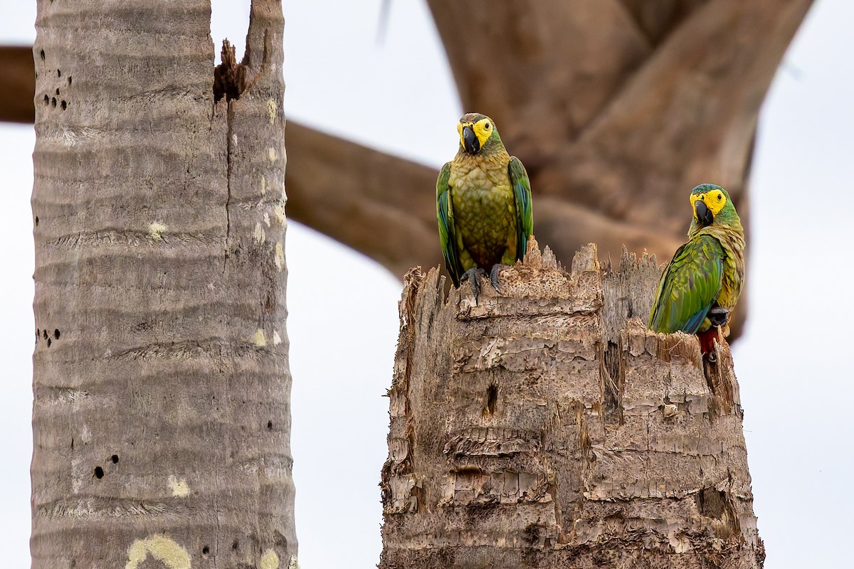 Red-bellied Macaw - ML646876191